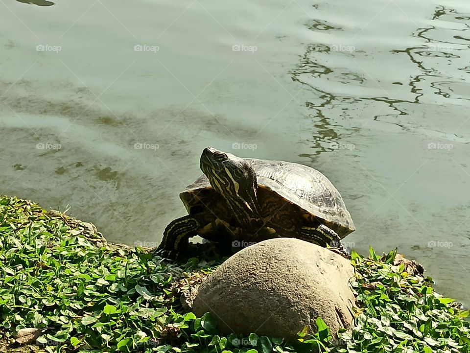 Turtle resting by the pond.