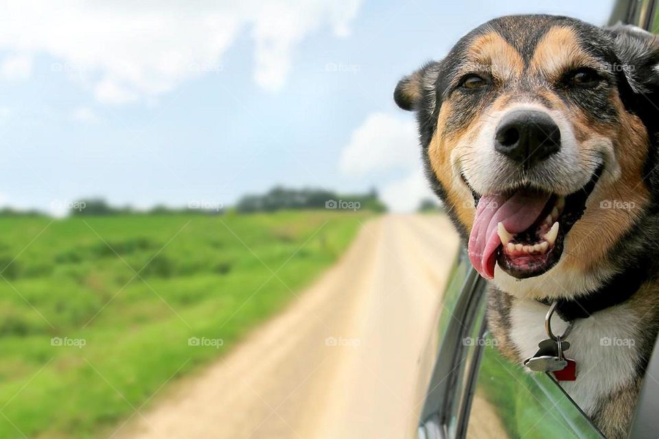 Funny Dog in The Car