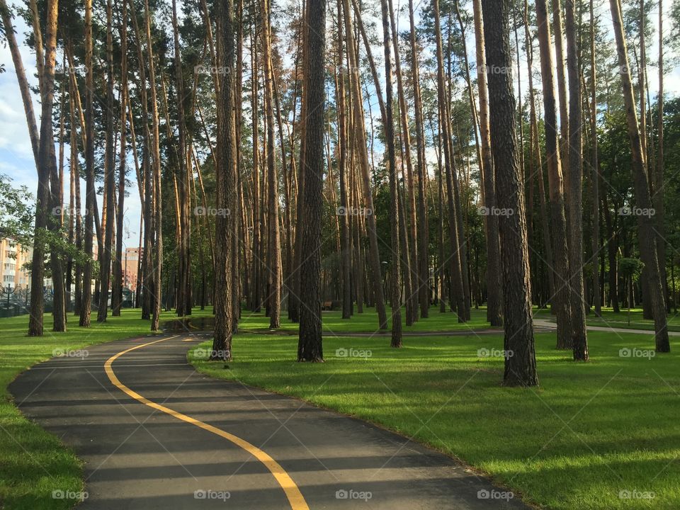 Path in a park