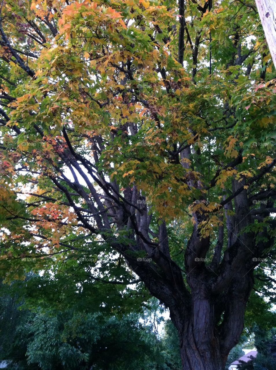 Tree in autumn