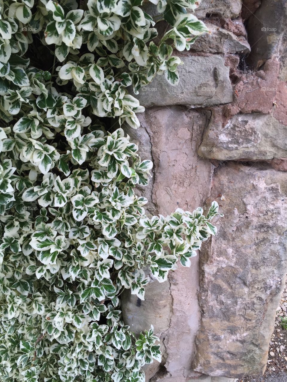 Stone with ivy