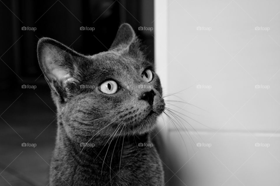 lovely purebred cat pet portrait at home black and white background