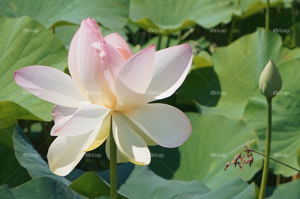 Lotus 