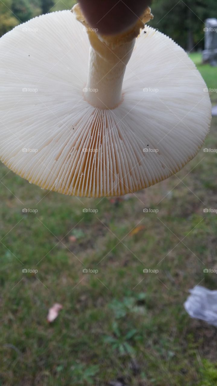 mushroom
