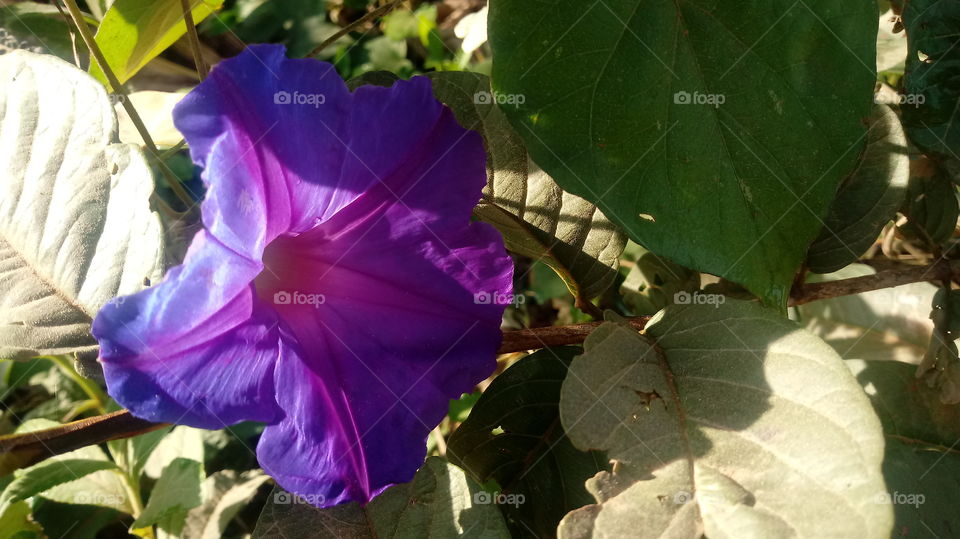 NATURE BOTANICAL Ipomoea nil