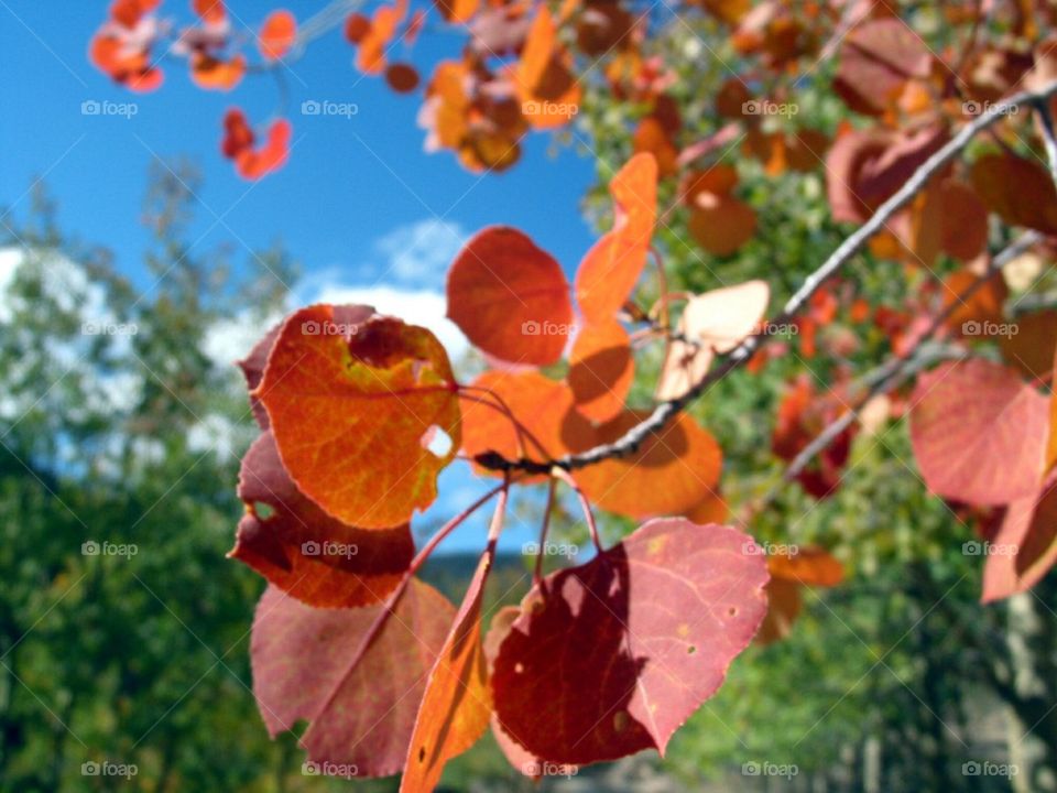 Fire red aspen