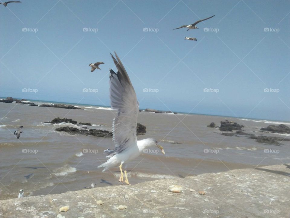 Beautiful flying of seagulls.