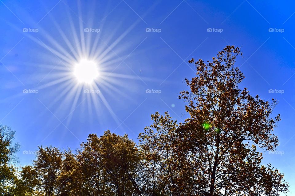 Low angle view of trees