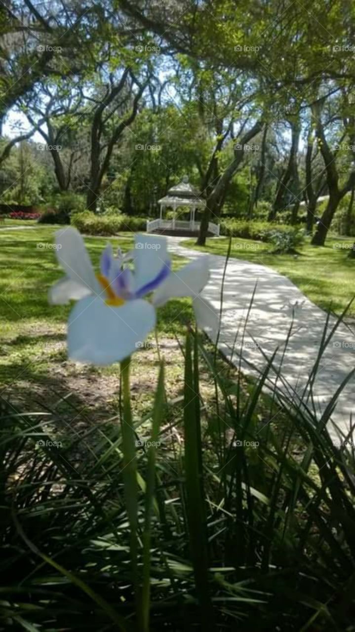 gazeebo  and garden Temple Terrace,  FL