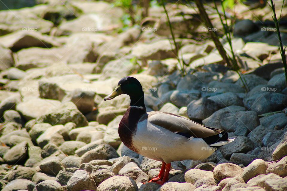 The Mallard Drake