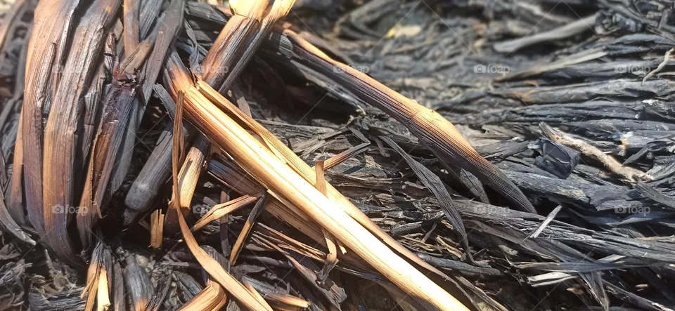 Carbon