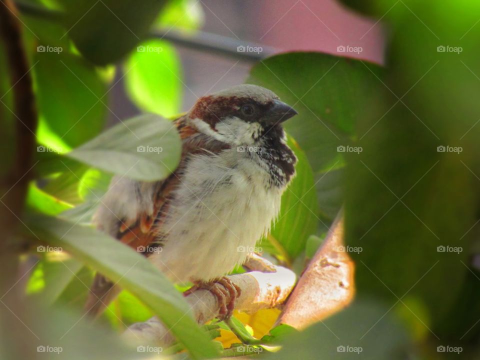 The house sparrow (Passer domesticus) is a bird of the sparrow family Passeridae, found in most parts of the world.
