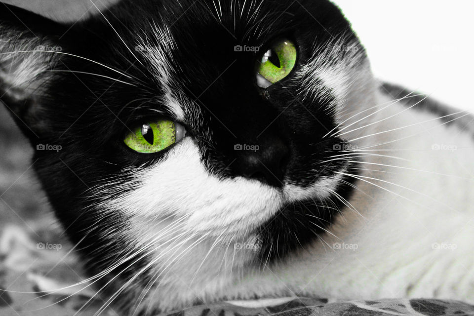 black and white kitty with bright green eyes