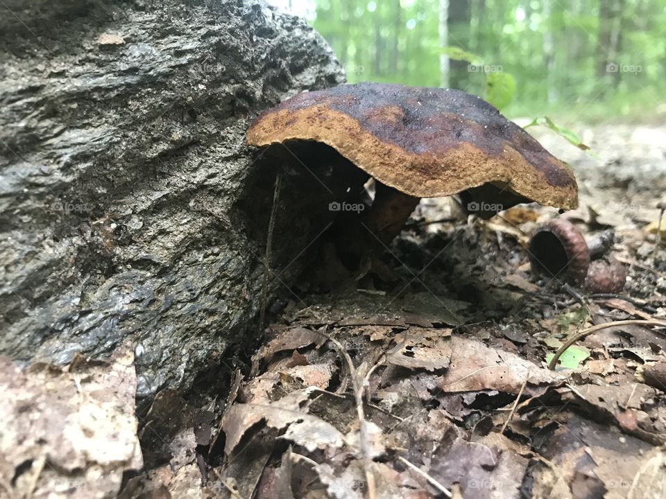 Wild Musrooms