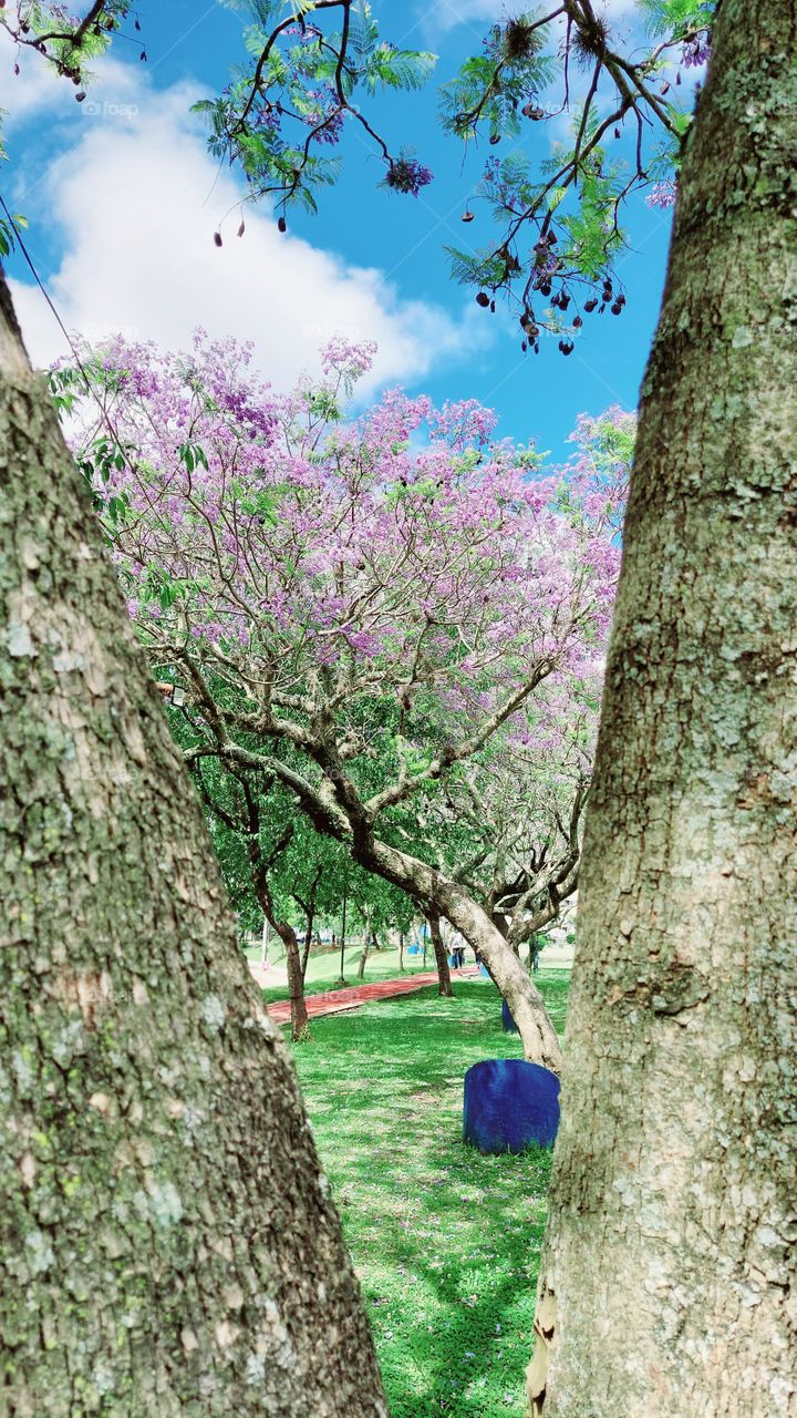 Ipê Roxo é discreto, mas tem seus encantos que não passam despercebidos.
