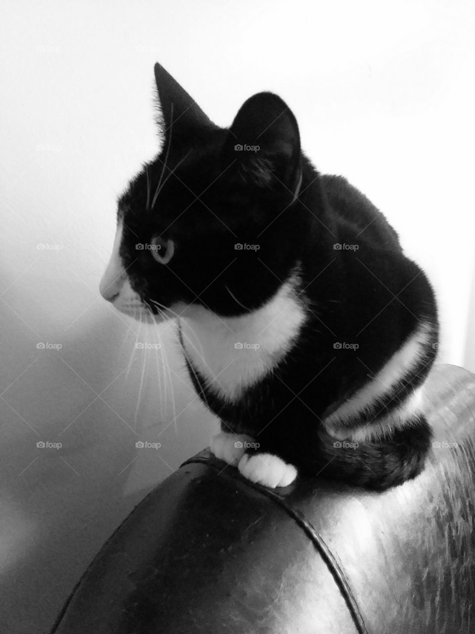 cute black and white cat sitting on the back of a chair