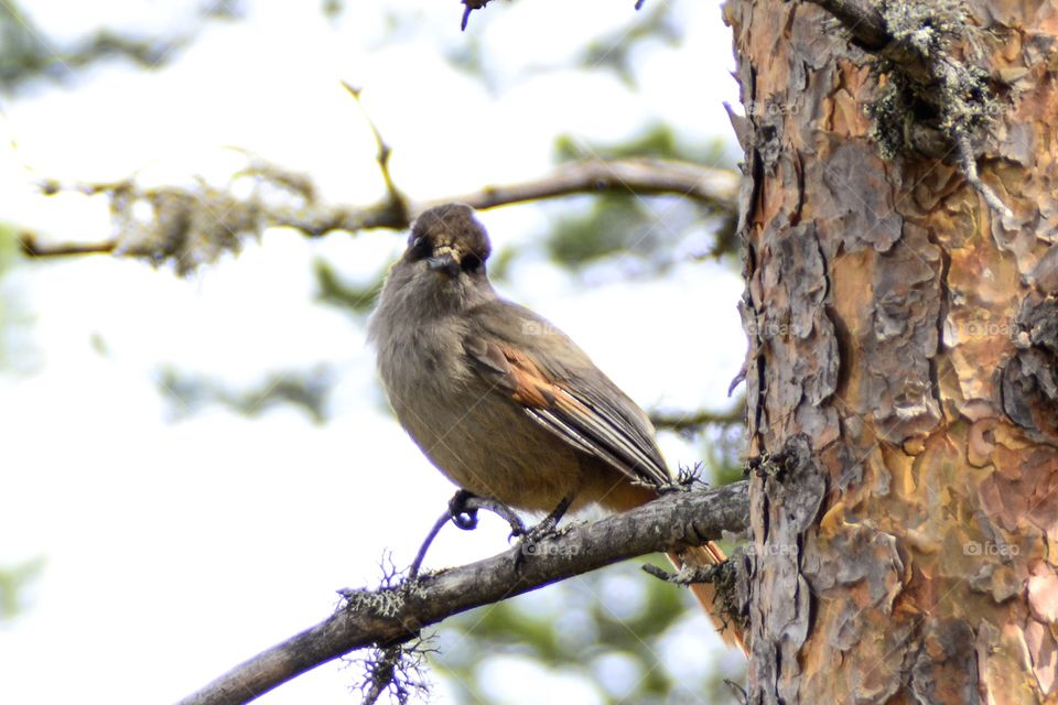 Siberian jay