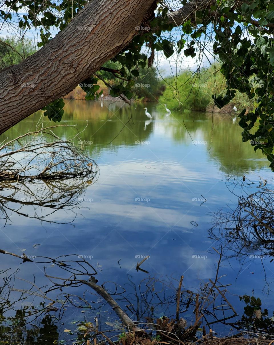 Peaceful Morning at the Lake