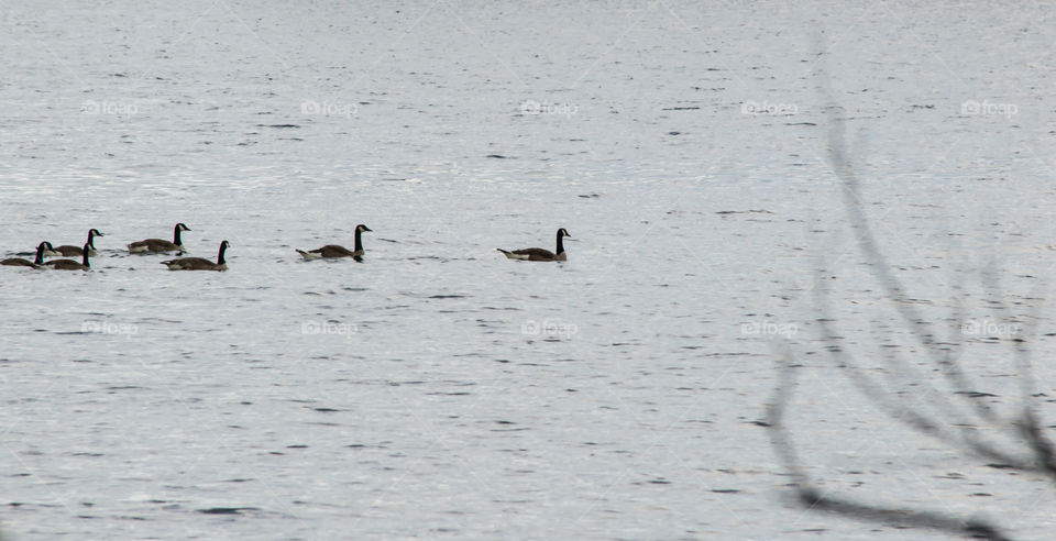 Duck swimming in lake