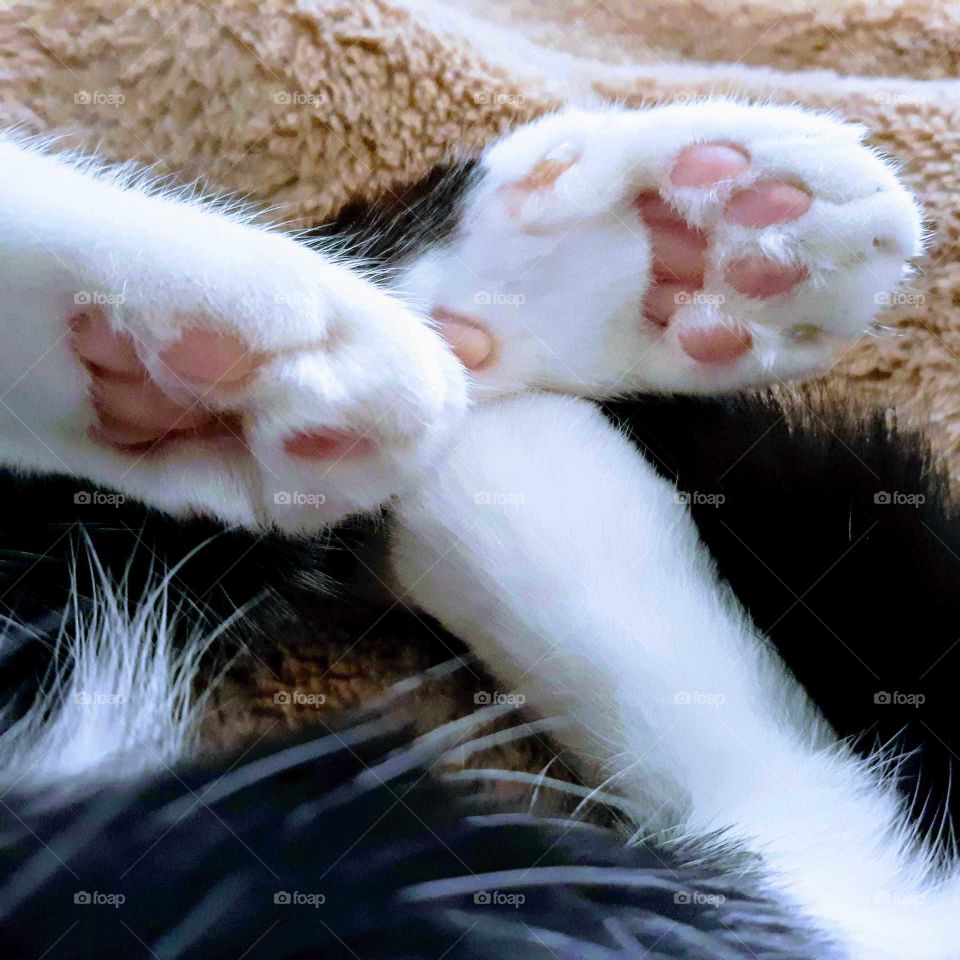 White and black cat paw