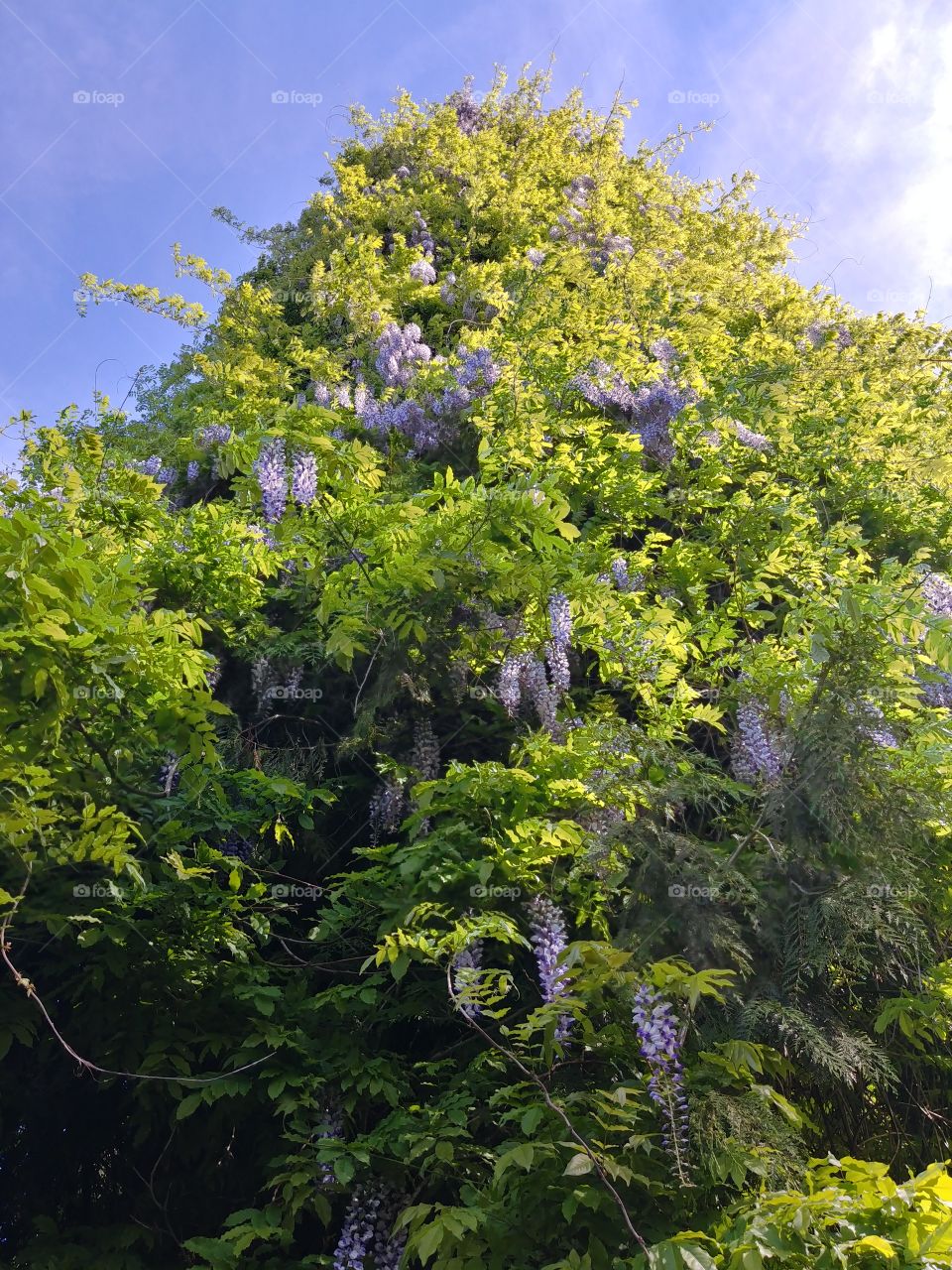 Tall hyacinth climbing a cedar