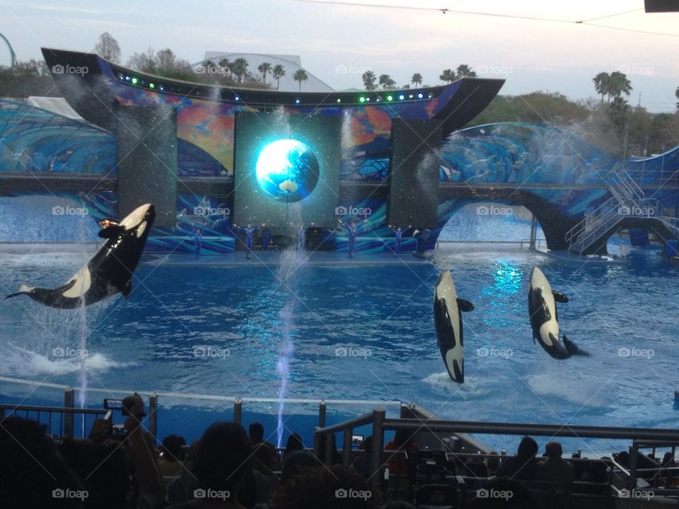  Killer whales times three