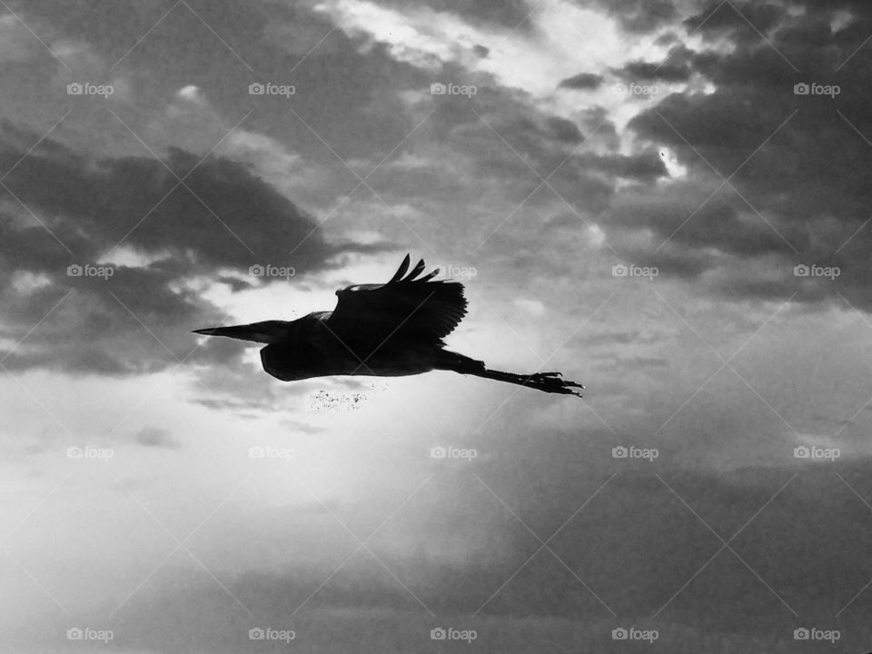 Heron silhouette on cloudy sky 