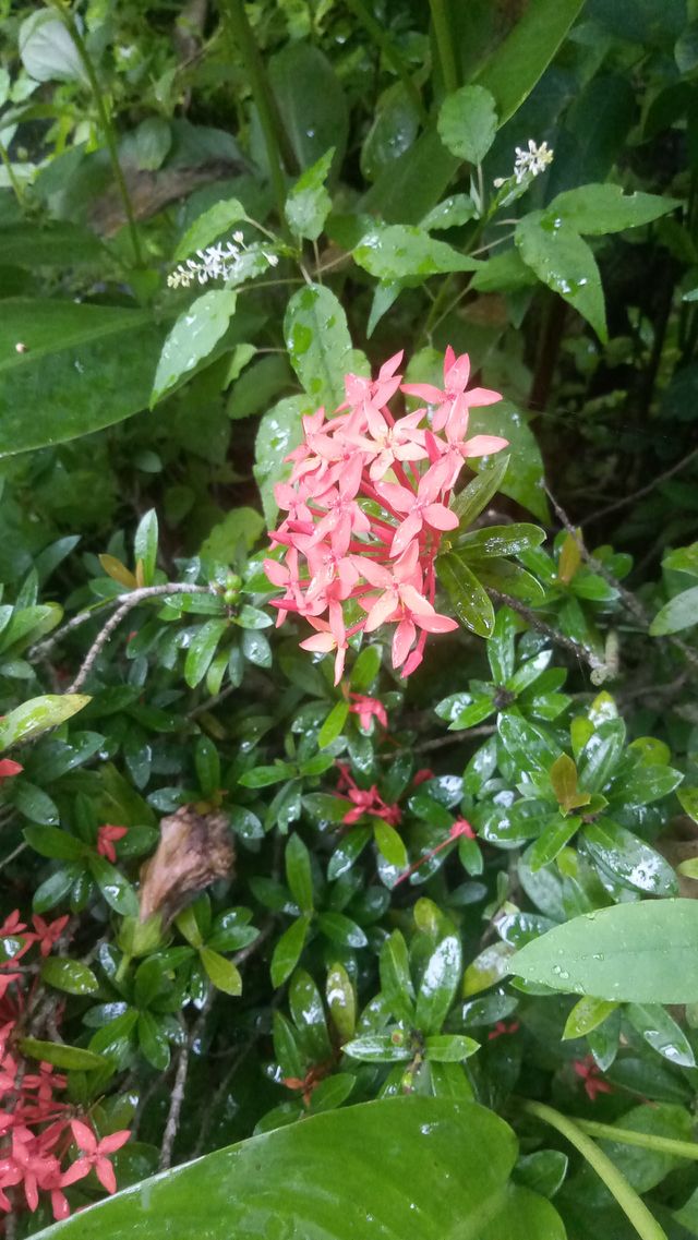 the flower