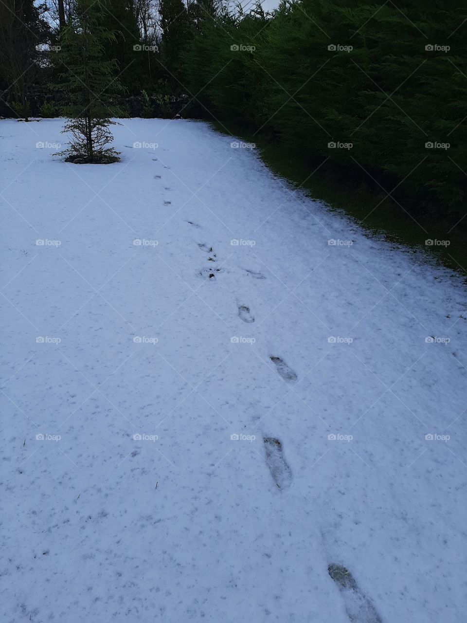 Snowsteps