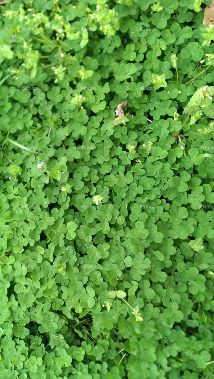 the clovers . Beautiful clover in the yard 