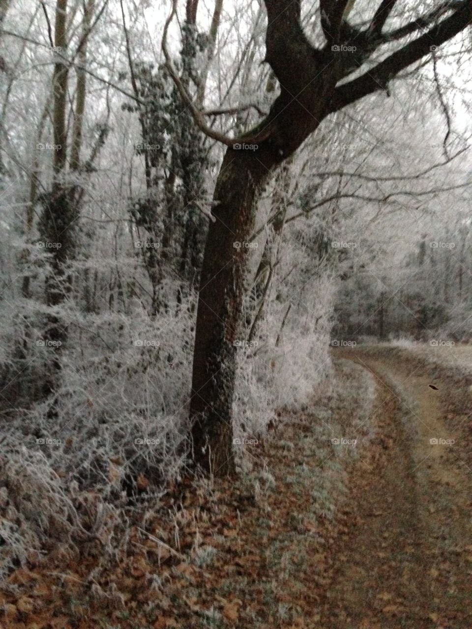 Forest in Winter 