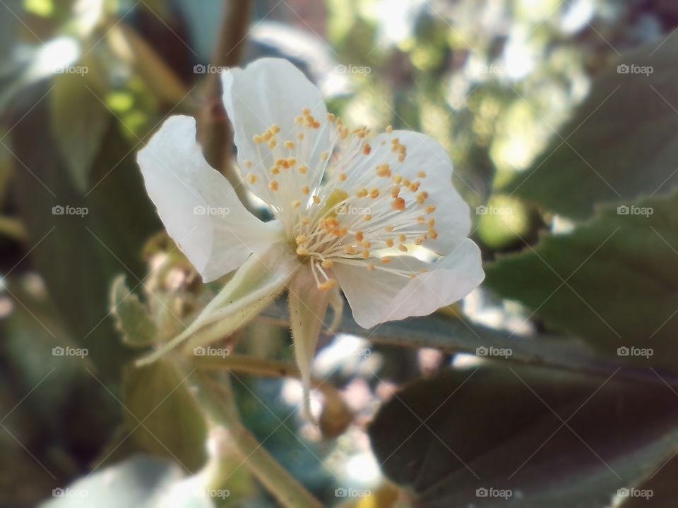 white flower