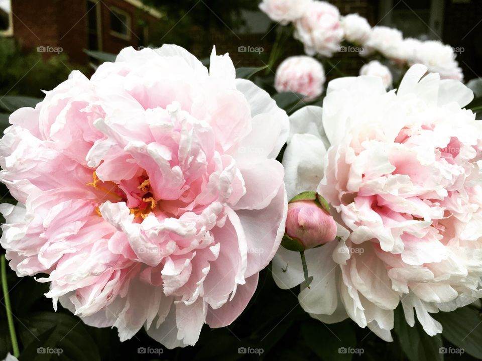 Peonies