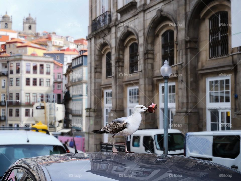 bird in the city of Porto