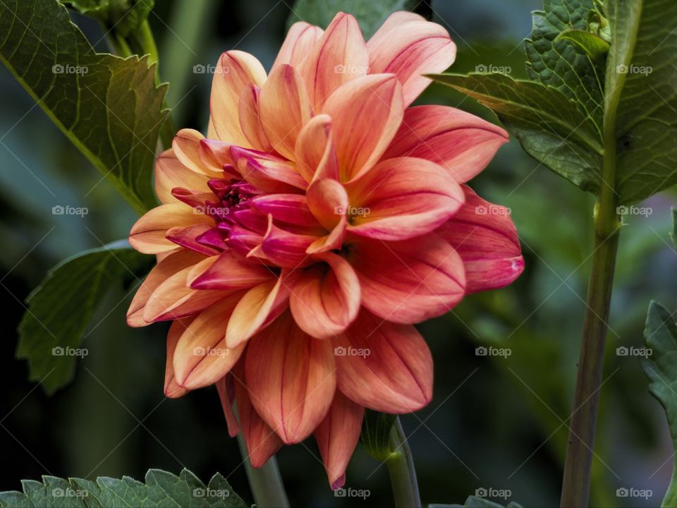 Orange Dahlia