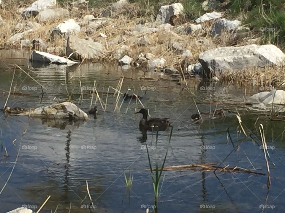 Baby And Mommy Ducks. Copyright © CM Photography May 2019. 