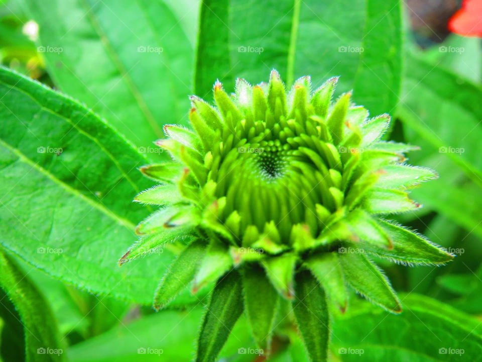 Flora, Nature, Leaf, Summer, Growth