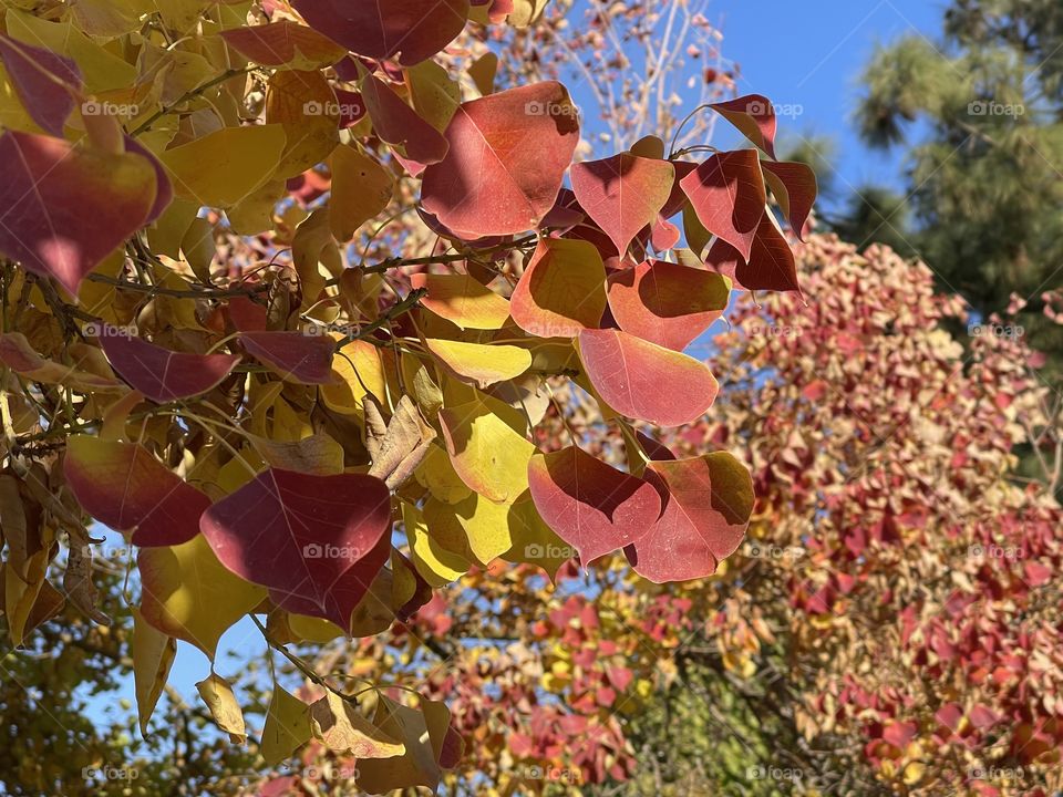 Color of leaves in autumn 