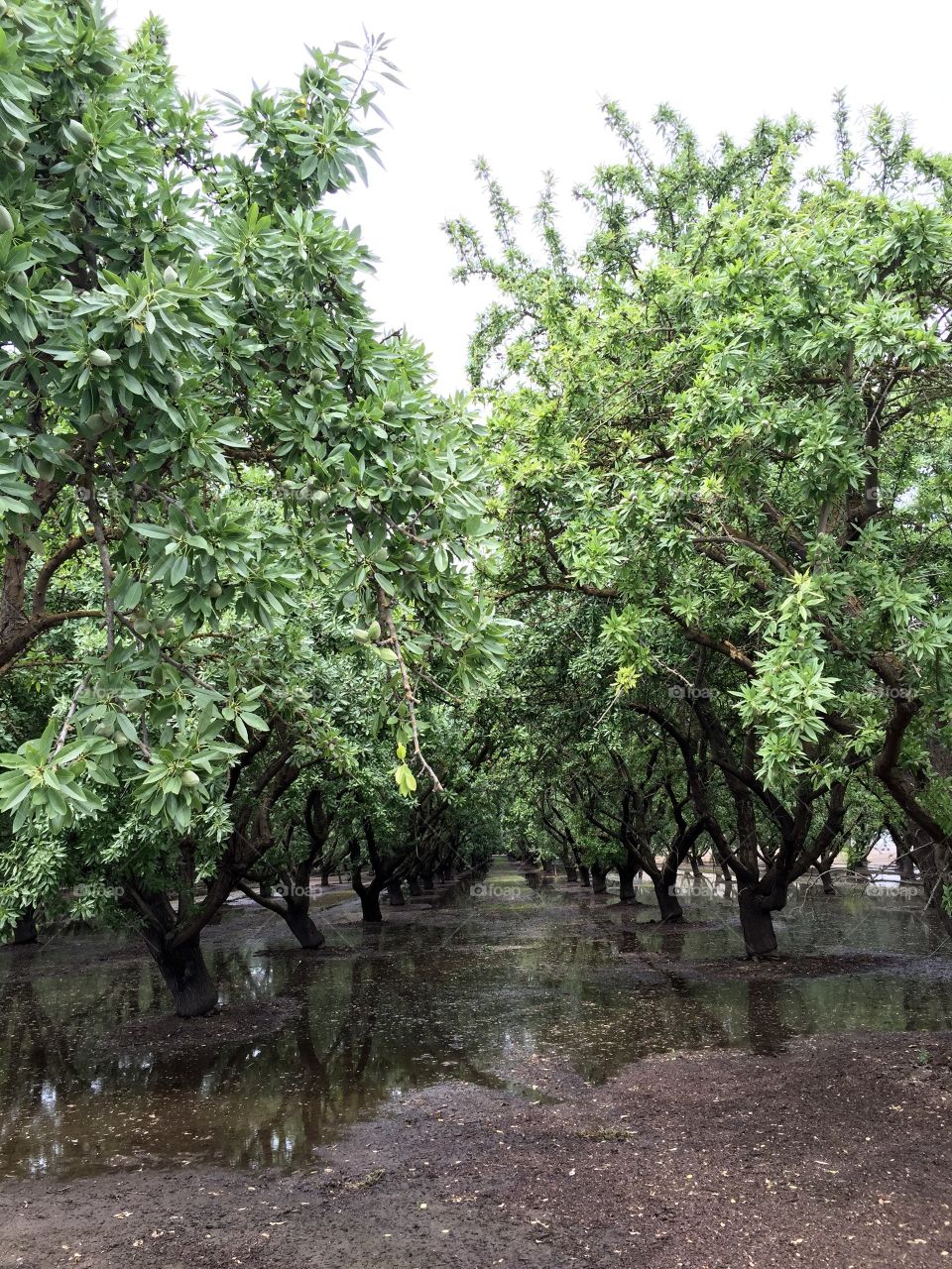 Almond Field