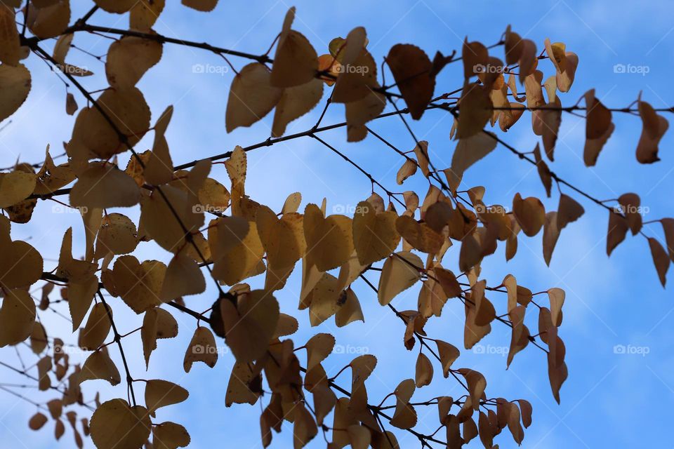 Yellow leaves