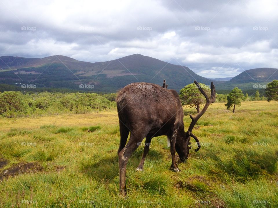 Elk grazing green grass