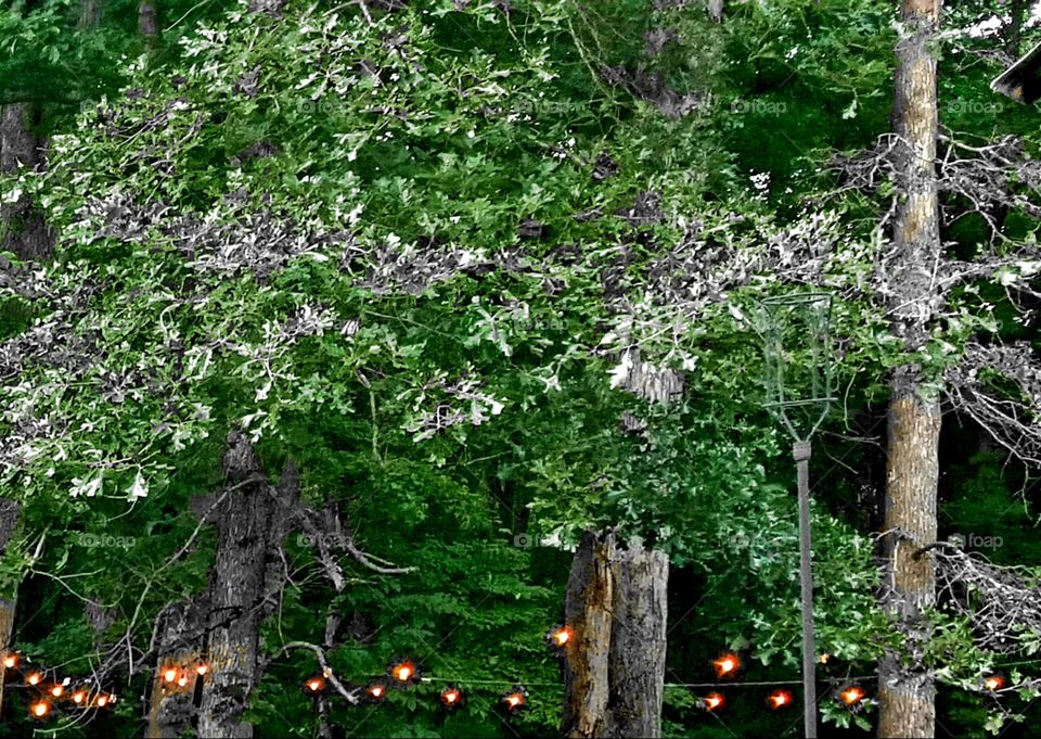 On a summer evening, hidden gems of soft glowing string lights to illuminate then natural green leave umbrellas created by the full branches of the trees.