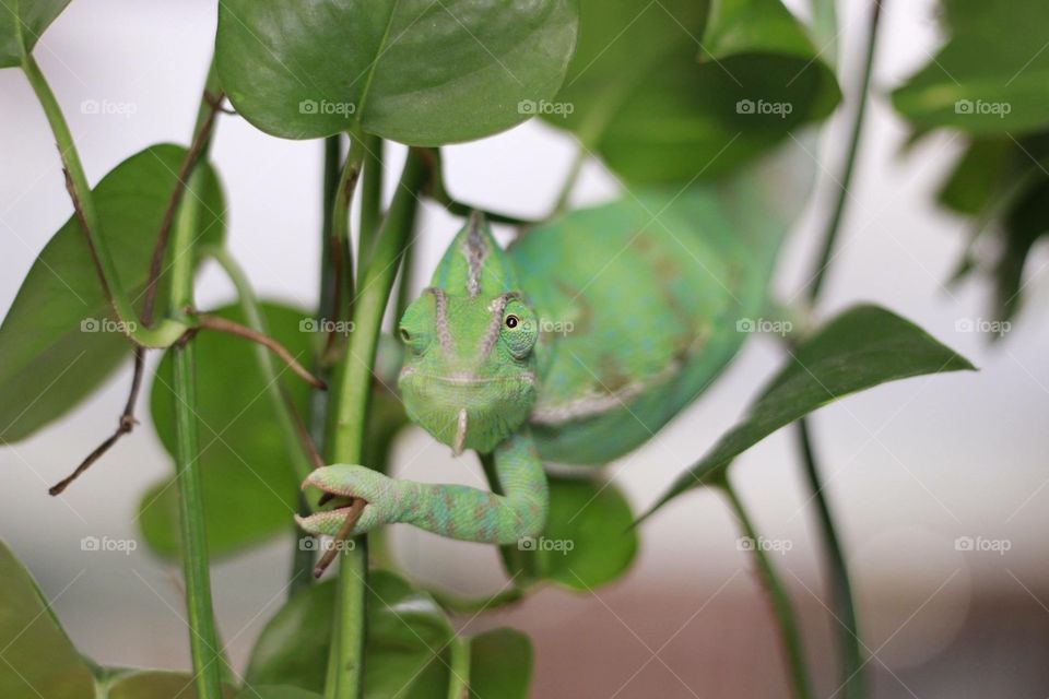 Eye wanderer. a chameleon looking everywhere 