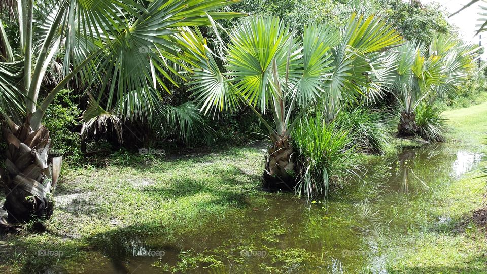 Swampland in Florida