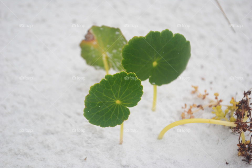 Close up of green leaves growing in the sand