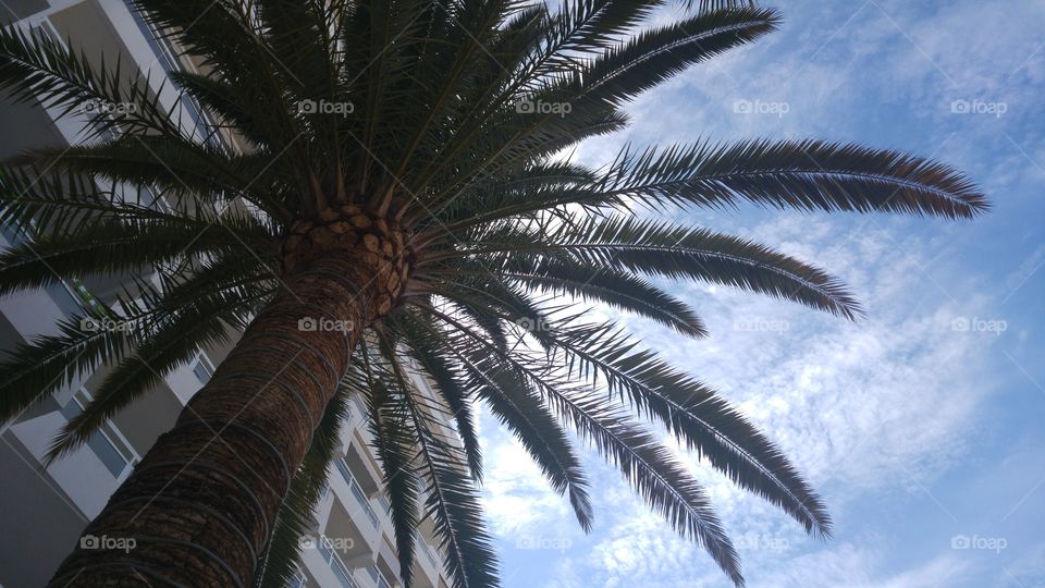 palm