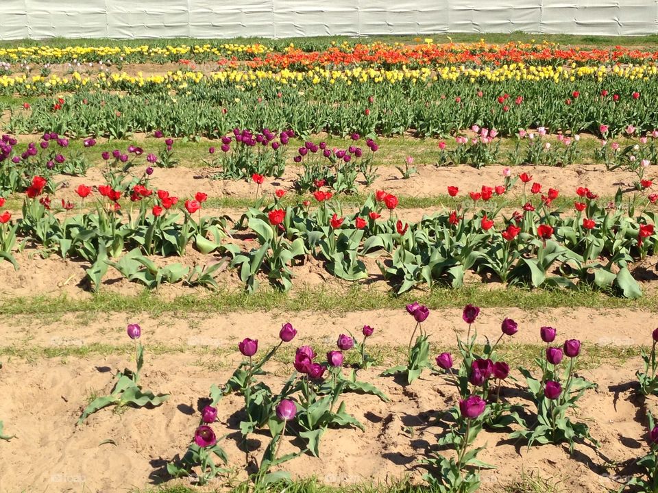 Beautiful tulip flower field