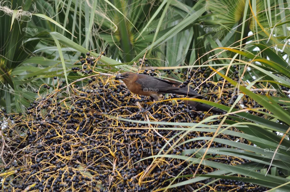 Bird 