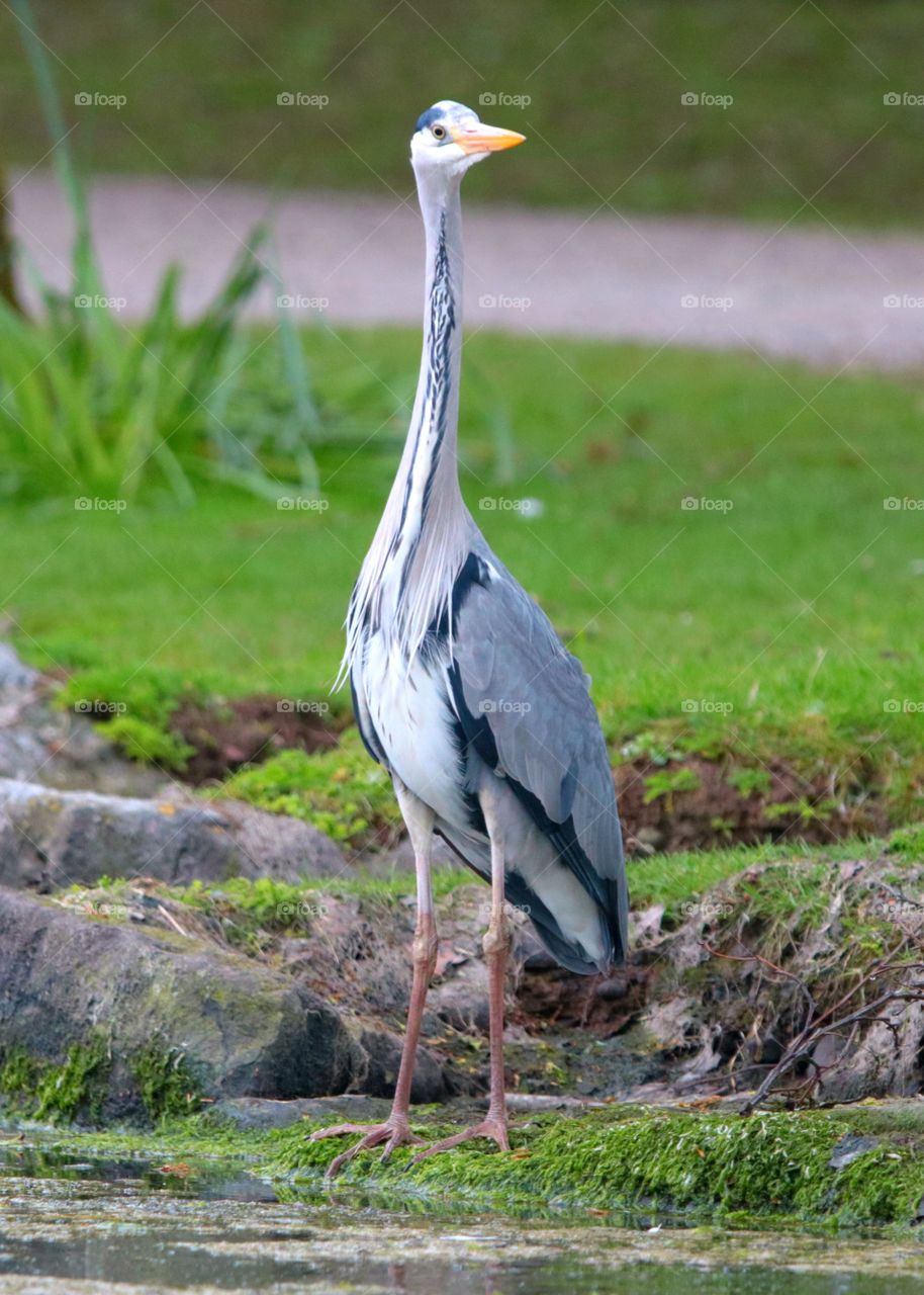 Gray heron