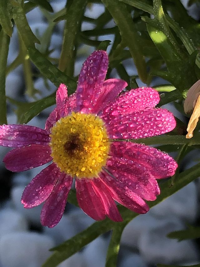Fiore 